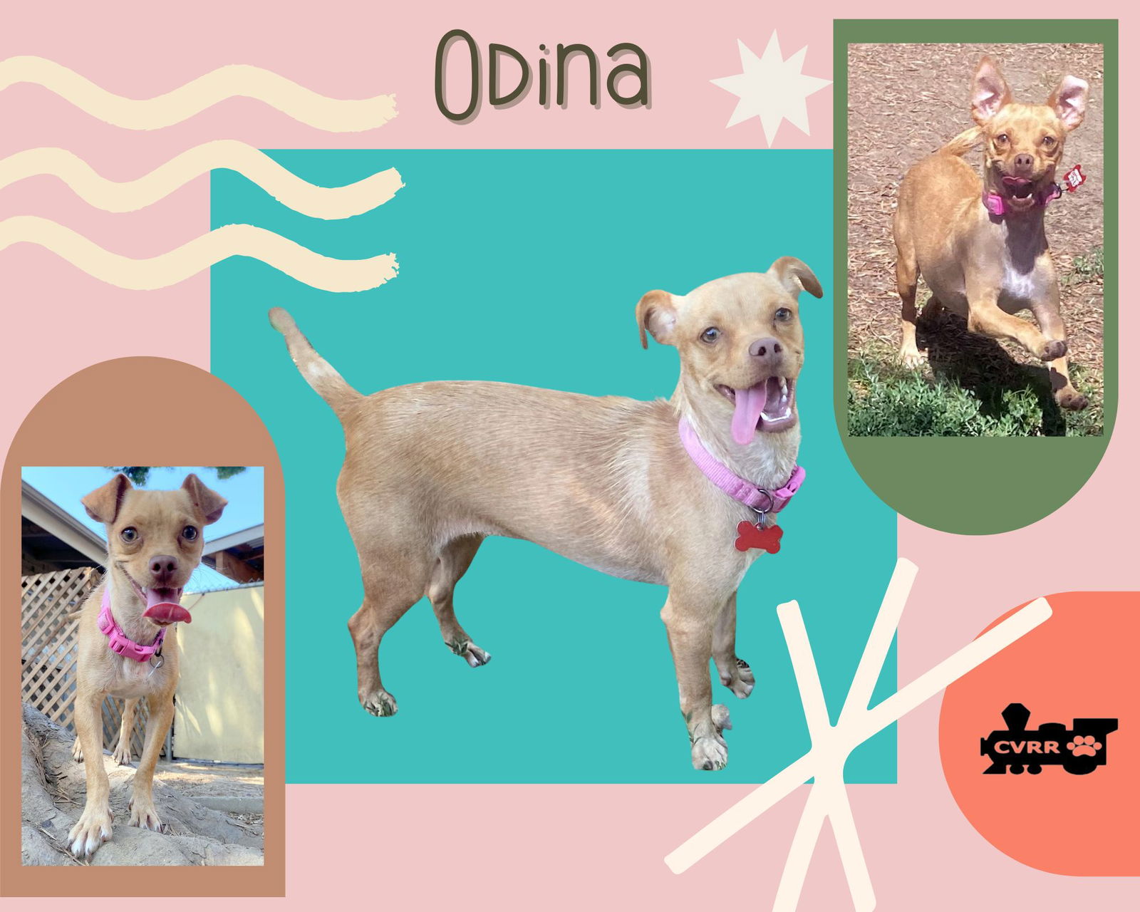 adoptable Dog in Lindsay, CA named Odina