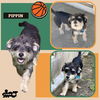 adoptable Dog in Lindsay, CA named Pippin