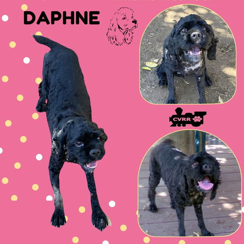 Daphne (Ritzy)