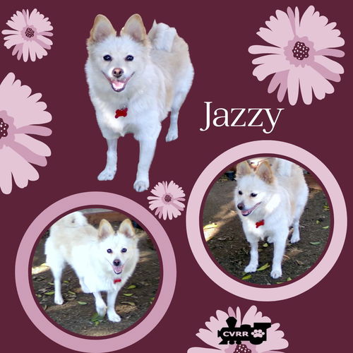 Jazzy(Ritzy)