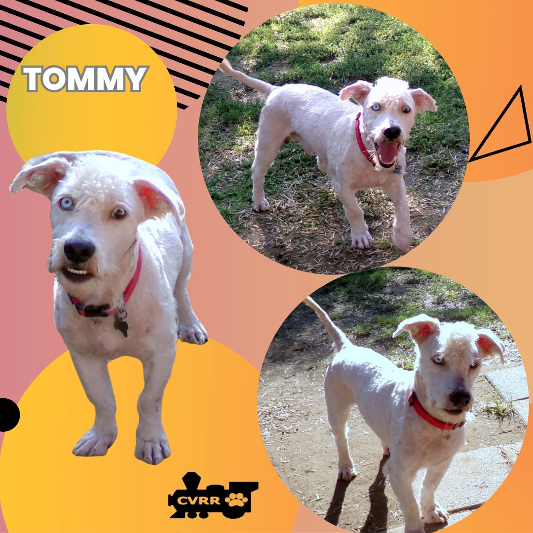 adoptable Dog in Lindsay, CA named Tommy