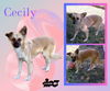 adoptable Dog in Lindsay, CA named Cecily