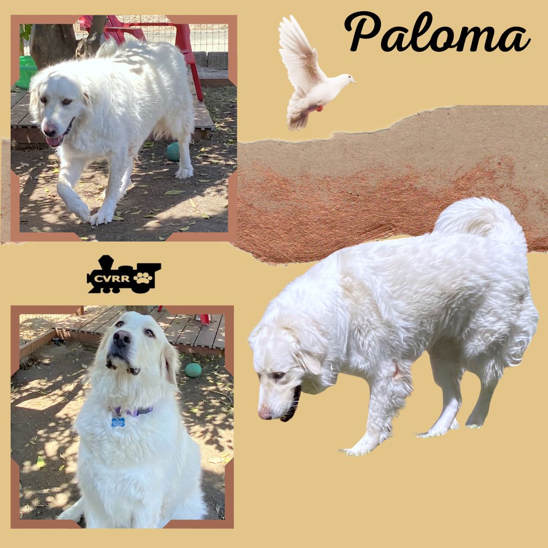 adoptable Dog in Lindsay, CA named Paloma (Ritzy)