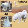 Paloma (Ritzy)