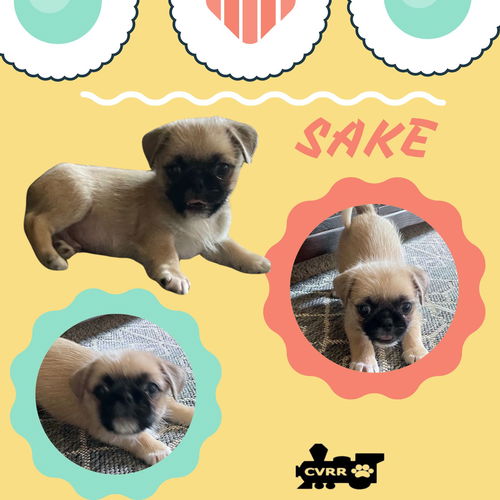 Sake (Posh Puppy)