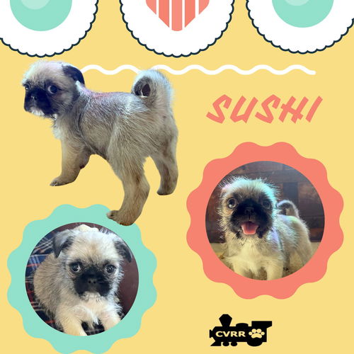 Sushi (Posh Puppy)