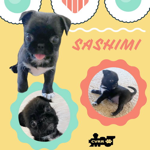 Sashimi (Posh Puppy)