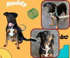 adoptable Dog in Lindsay, CA named Buddy