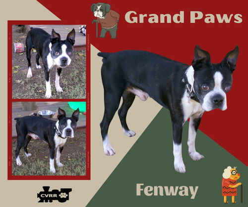 Fenway (GrandPaws)