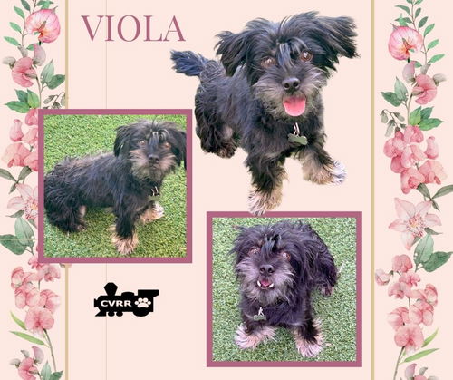 Viola (Ritzy)