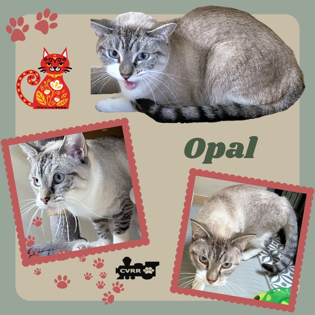 adoptable Cat in Lindsay, CA named Opal