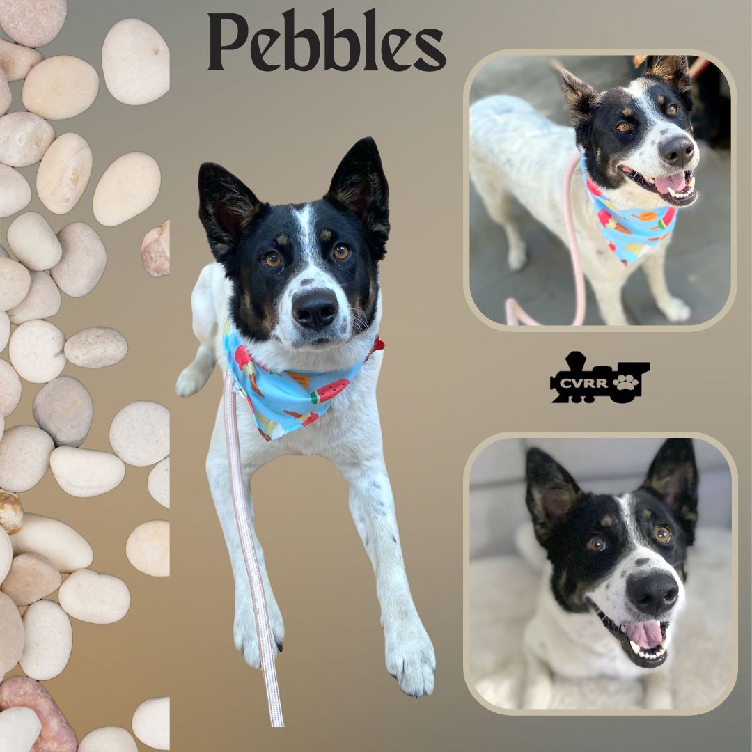 adoptable Dog in Lindsay, CA named Pebbles