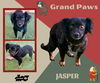 adoptable Dog in  named Jasper (GrandPaws)