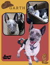 adoptable Dog in  named Garth