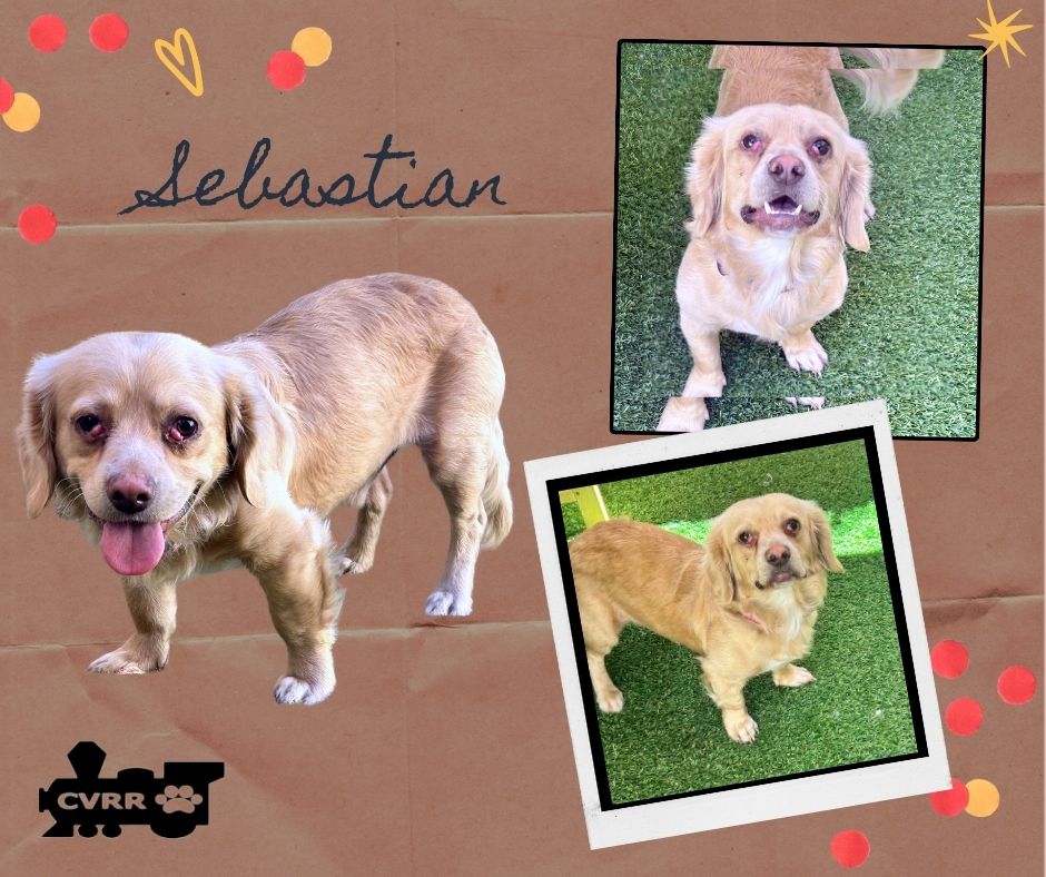 adoptable Dog in Lindsay, CA named Sebastian