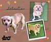 adoptable Dog in Lindsay, CA named Sebastian