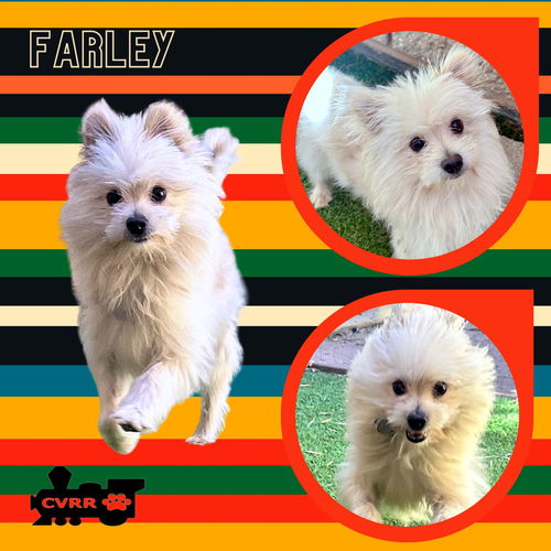 Farley (Ritzy)