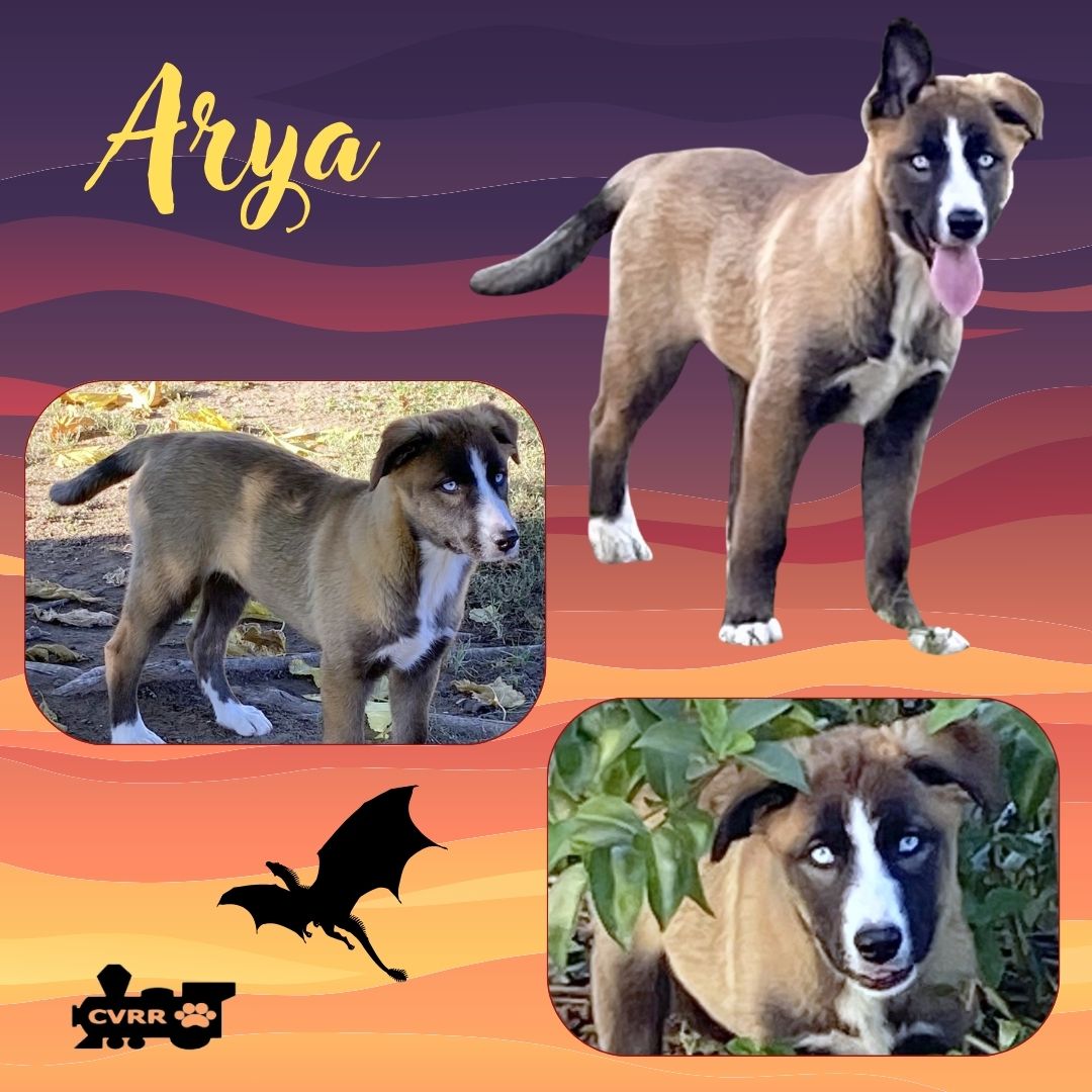 adoptable Dog in Lindsay, CA named Arya (Puppy)