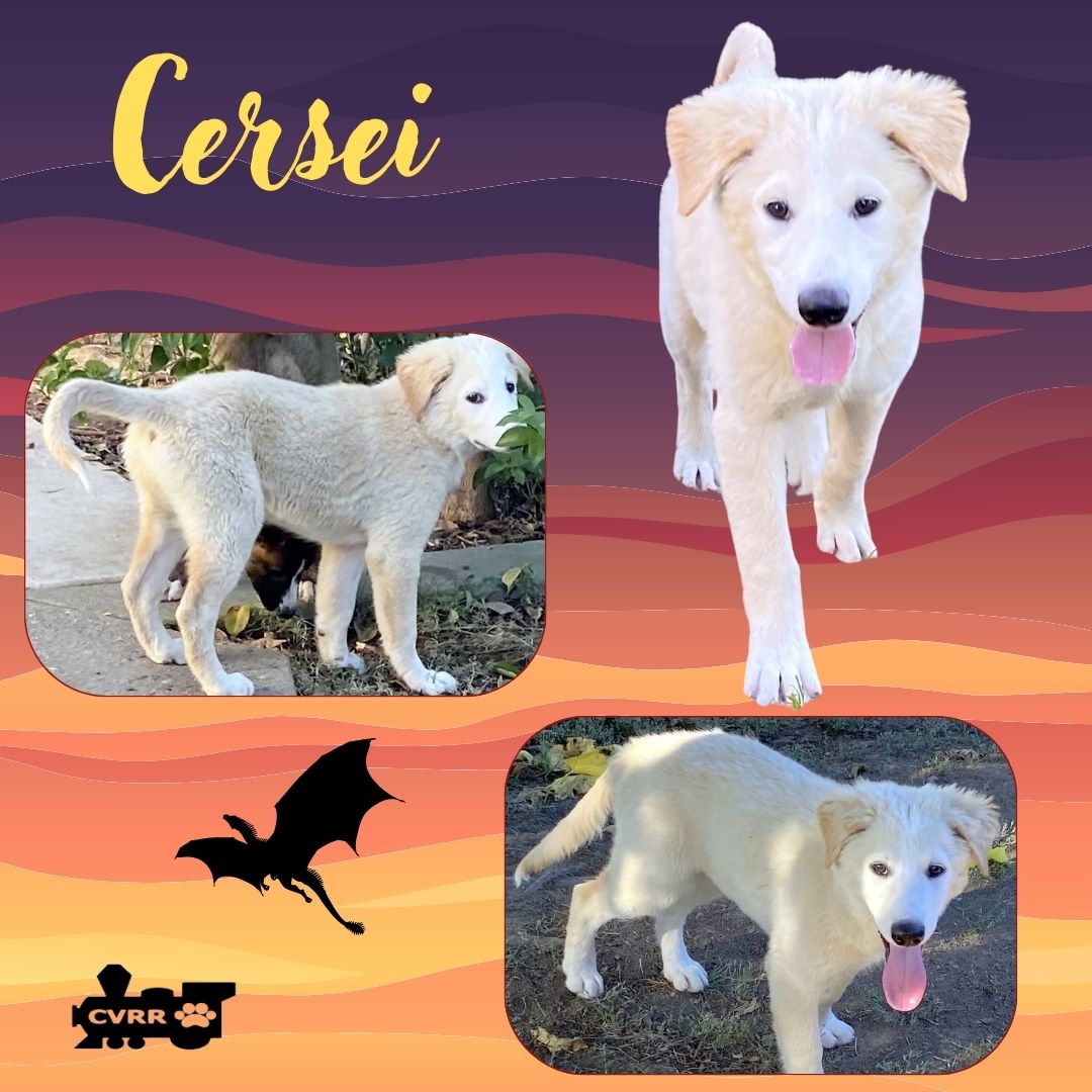 adoptable Dog in Lindsay, CA named Cersei (Puppy)