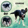 adoptable Dog in  named Gordie