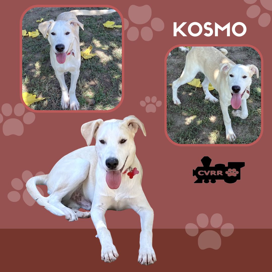 adoptable Dog in Lindsay, CA named Kosmo