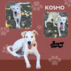 adoptable Dog in  named Kosmo