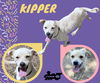 adoptable Dog in  named Kipper