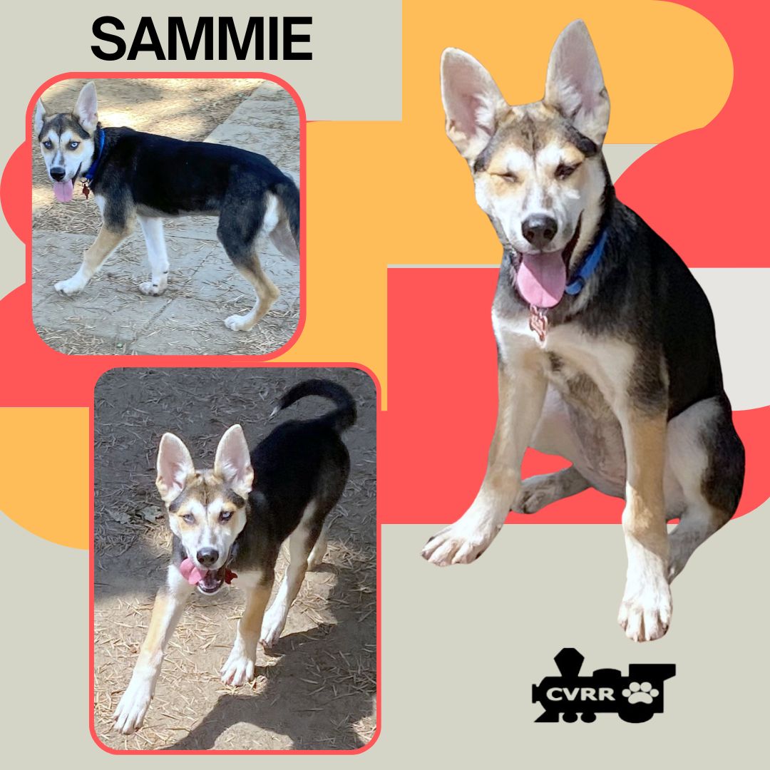 adoptable Dog in Lindsay, CA named Sammie (Puppy)