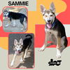 Sammie (Puppy)