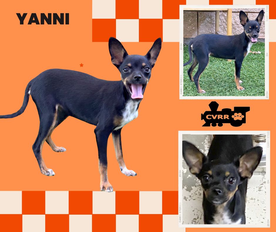 adoptable Dog in Lindsay, CA named Yanni