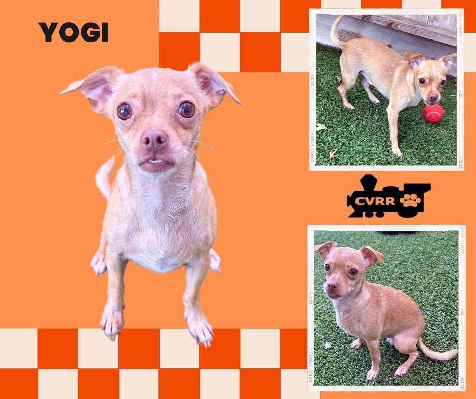 adoptable Dog in Lindsay, CA named Yogi