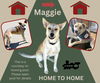 adoptable Dog in Lindsay, CA named *Maggie (Home to Home)