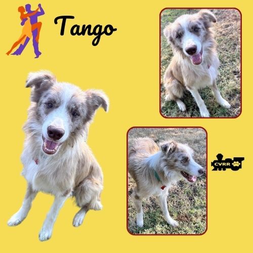 adoptable Dog in Lindsay, CA named Tango (Ritzy)