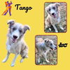 adoptable Dog in  named Tango (Ritzy)