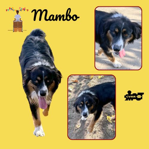 adoptable Dog in Lindsay, CA named Mambo (Ritzy)