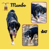 adoptable Dog in  named Mambo (Ritzy)