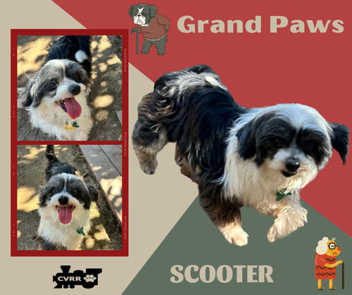 Scooter (GrandPaws)