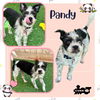 Pandy