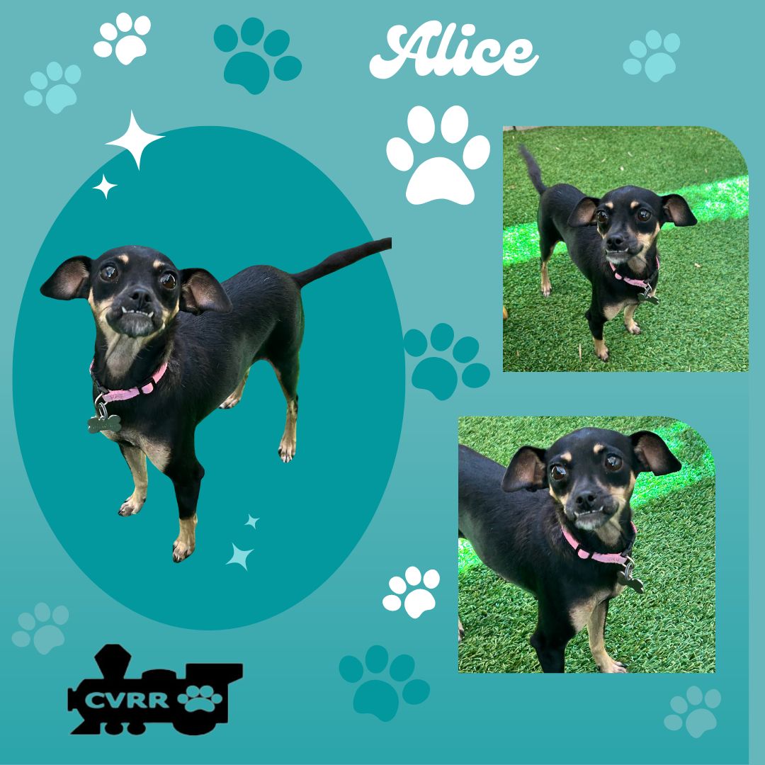 adoptable Dog in Lindsay, CA named Alice