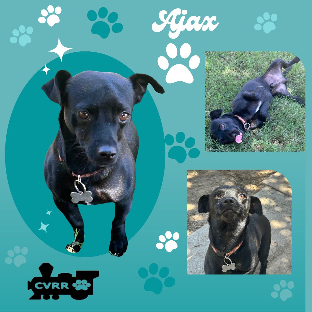 adoptable Dog in Lindsay, CA named Ajax