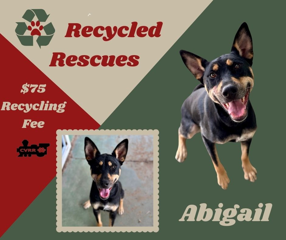 adoptable Dog in Lindsay, CA named Abigail