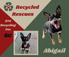 adoptable Dog in  named Abigail