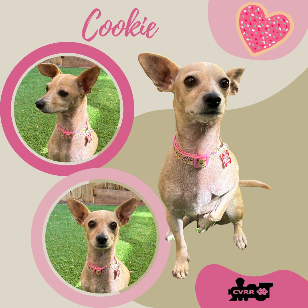 adoptable Dog in Lindsay, CA named Cookie