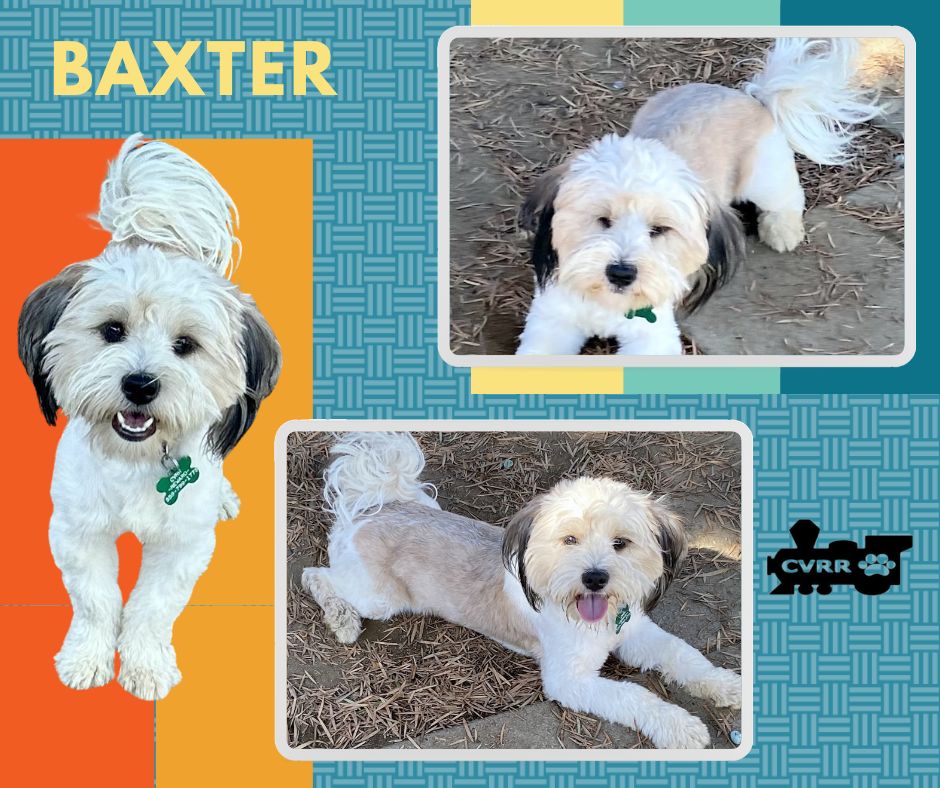 adoptable Dog in Lindsay, CA named Baxter (Ritzy)