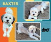 adoptable Dog in  named Baxter (Ritzy)