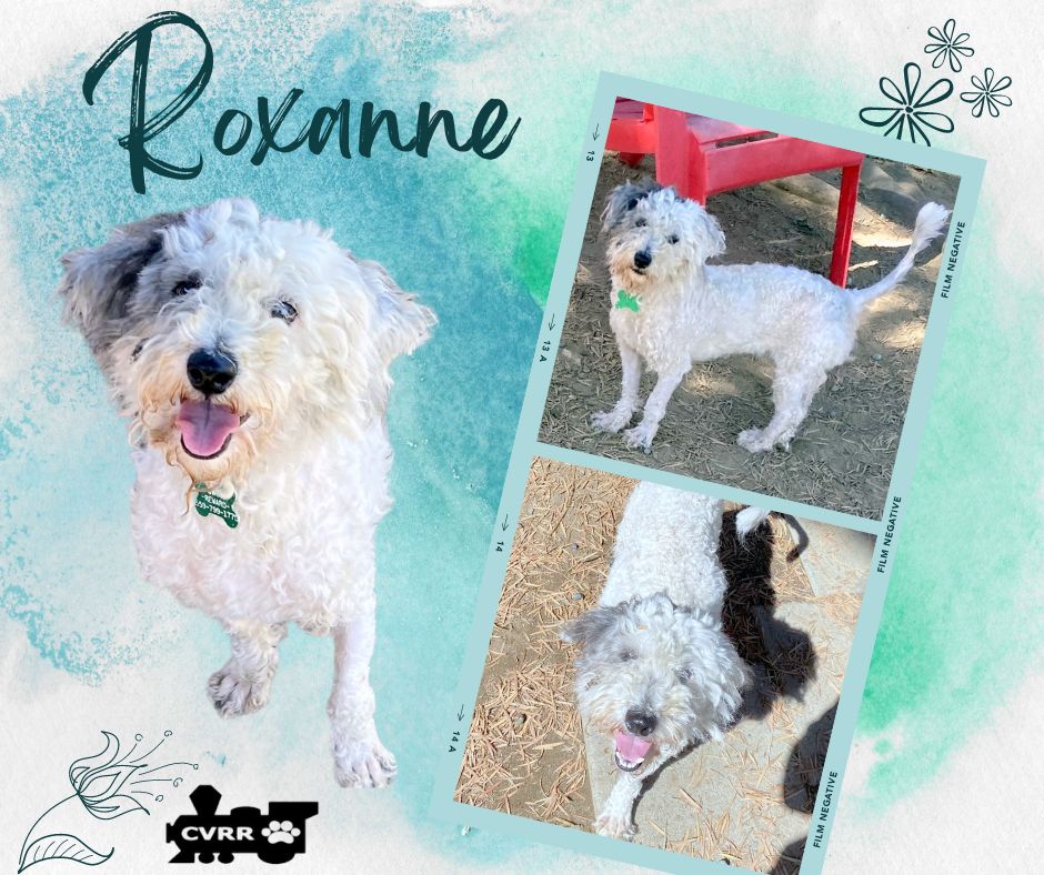 adoptable Dog in Lindsay, CA named Roxanne (Ritzy)