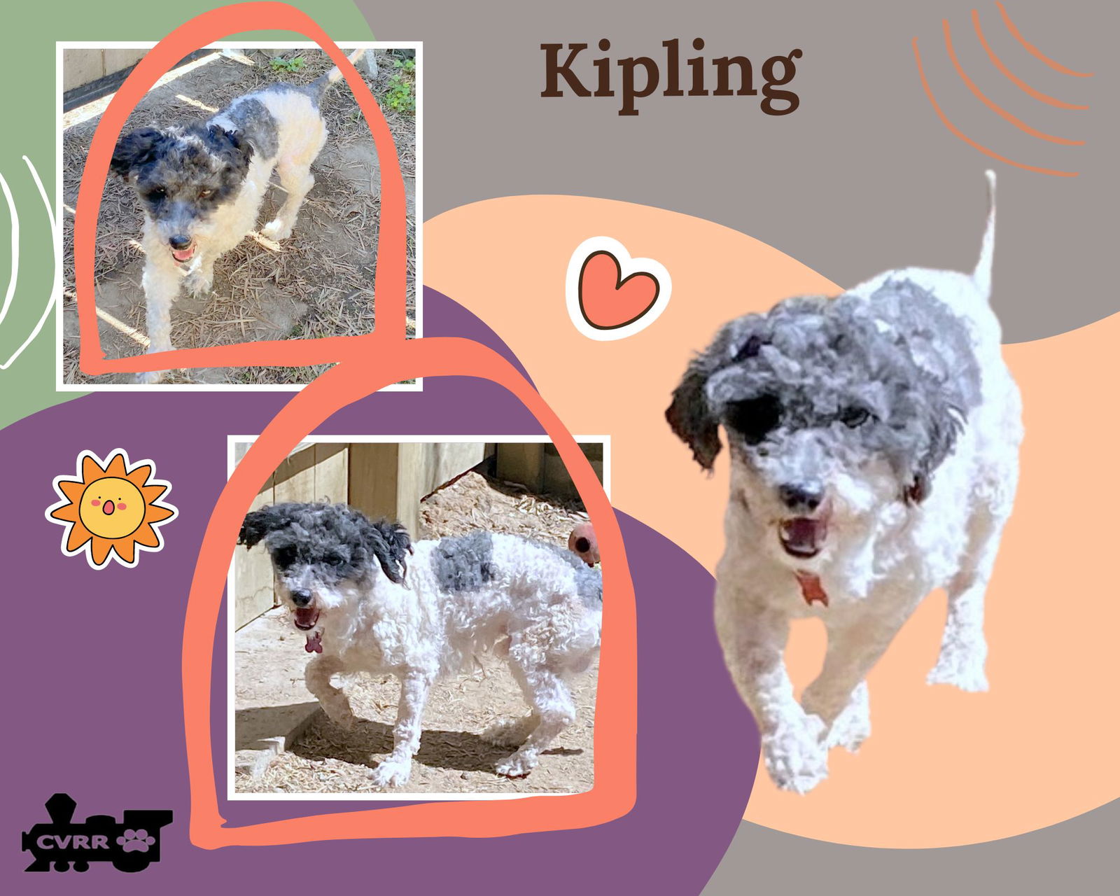 adoptable Dog in Lindsay, CA named Kipling (Ritzy)