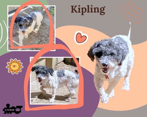 Kipling (Ritzy)