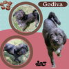 Godiva