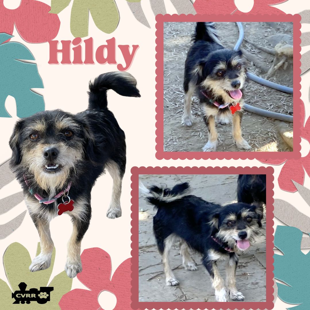 adoptable Dog in Lindsay, CA named Hildy